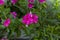 Purple flame flowers of phlox Phlox paniculata