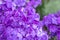 Purple flame phlox flowers. Blooming garden phlox, perennial or summer phlox