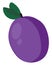 Purple flat prune, illustration, vector