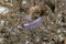 Purple flatworm Lembeh