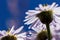 Purple fleabane wildflowers