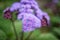 Purple floss flower of Ageratum Houstonianum flowering plant