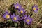 purple flowe. AnÃ©mone pÃ¡tens, or Lumbago uncovered PulsatÃ­lla pÃ¡tens â€” perennial herb