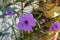 Purple flowemplexrs of Ruellia si, Mexican petunia, Mexican bluebell, Britton wild petunia Ruellia Angustifolia are blossoming