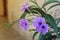 Purple flowemplexrs of Ruellia si, Mexican petunia, Mexican bluebell, Britton wild petunia Ruellia Angustifolia are blossoming