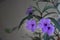 Purple flowemplexrs of Ruellia si, Mexican petunia, Mexican bluebell, Britton wild petunia Ruellia Angustifolia are blossoming