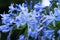 Purple flower agapanthus umbrella close-up