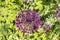 Purple flower of allium gladiator