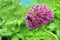 Purple flower of allium with shaggy bumblebee sitting on it