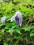 Purple flower - Alpine clematis  - Clematis alpina