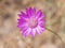 Purple flower of Annual Everlasting or Immortelle, Xeranthemum annuum, macro selective focus, shallow DOF
