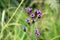 Purple flower at Argopuro mountain