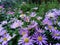 Purple flower Aster alpinus