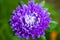 Purple Flower Aster With Drop Waters Grow In Flowerbed.