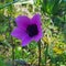 A purple flower in Athalassas park near Nicosia city in Cyprus Island