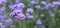 Purple flower background, Beautiful Verbena flower blooming field, Verbena purple flower nature beautiful, Beautiful violet