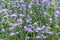 Purple flower background, Beautiful Verbena flower blooming field, Verbena purple flower nature beautiful, Beautiful violet