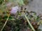 Purple flower ,bean flower