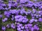Purple Flower Bed with Spring Hyacinth Background