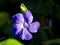 Purple flower of bigleaf periwinkle