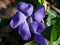 Purple flower of bigleaf periwinkle