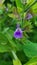Purple flower bloom belonging to a species of the nightshade plant family