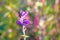 Purple flower in bloom on blurred bright background. Sun glare on petals of violet flower in spring. Copy space