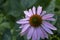 Purple flower blooming. Echinacea purpurea. Natural green background. Closeup