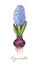 Purple flower of Blooming Hyacinth. Botanical watercolor illustration