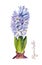 Purple flower of Blooming Hyacinth on a white background. Watercolor illustration