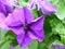 Purple flower blossom, Home plant with green leaves. Garden flower with a beautiful leaf.