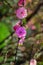 Purple flower blossom spring time season garden nature scenic view photography garden bush foliage background blurred