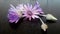 Purple flower blossom Xeranthemum annuum