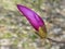 Purple Flower Bud