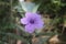 Purple flower bud (Ruellia angustifolia)