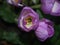 purple flower buds of Colchicum. Autumn flowers.