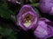 purple flower buds of Colchicum. Autumn flowers.