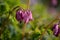 Purple flower buds symphytum officinale close up