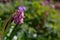 Purple flower buds symphytum officinale close up