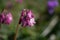 Purple flower buds symphytum officinale close up