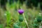 Purple flower of burdock in the field. Medicinal plants