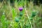 Purple flower of burdock in the field. Medicinal plants