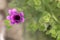 Purple flower on cactus green blurred bokeh background with copy space