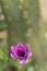 Purple flower on cactus green blurred bokeh background with copy space