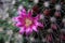 Purple flower of cactus Mammillaria