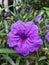 Purple flower called kenanga ungu, beautiful flower