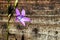 Purple flower Campanula garganica in the background texture of the old boards