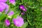 Purple flower of a Carpobrotus chilensis