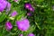 Purple flower of a Carpobrotus chilensis