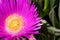 Purple flower of a Carpobrotus chilensis plant